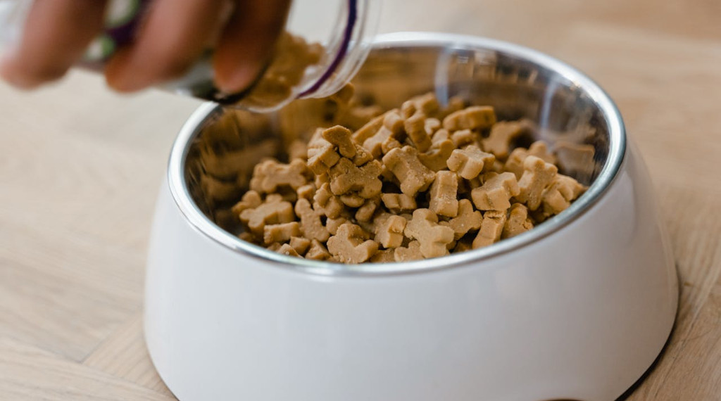 Dieta i żywienie Cockapoo