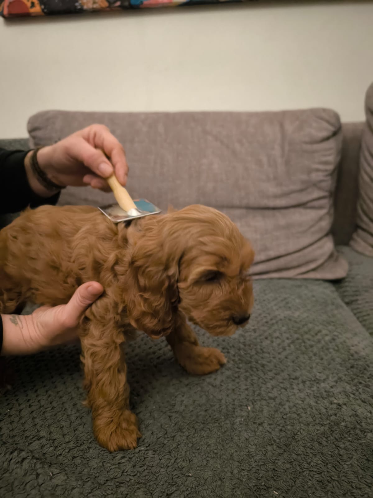 Pielęgnacja sierści Cockapoo