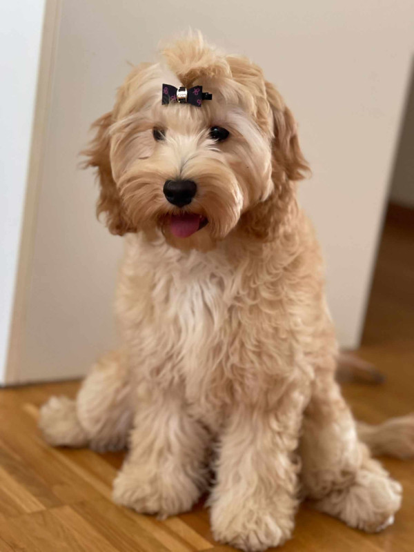 Cockapoo