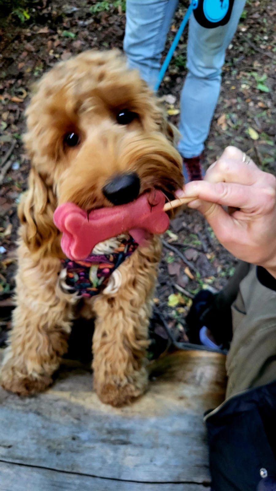 Cockapoo