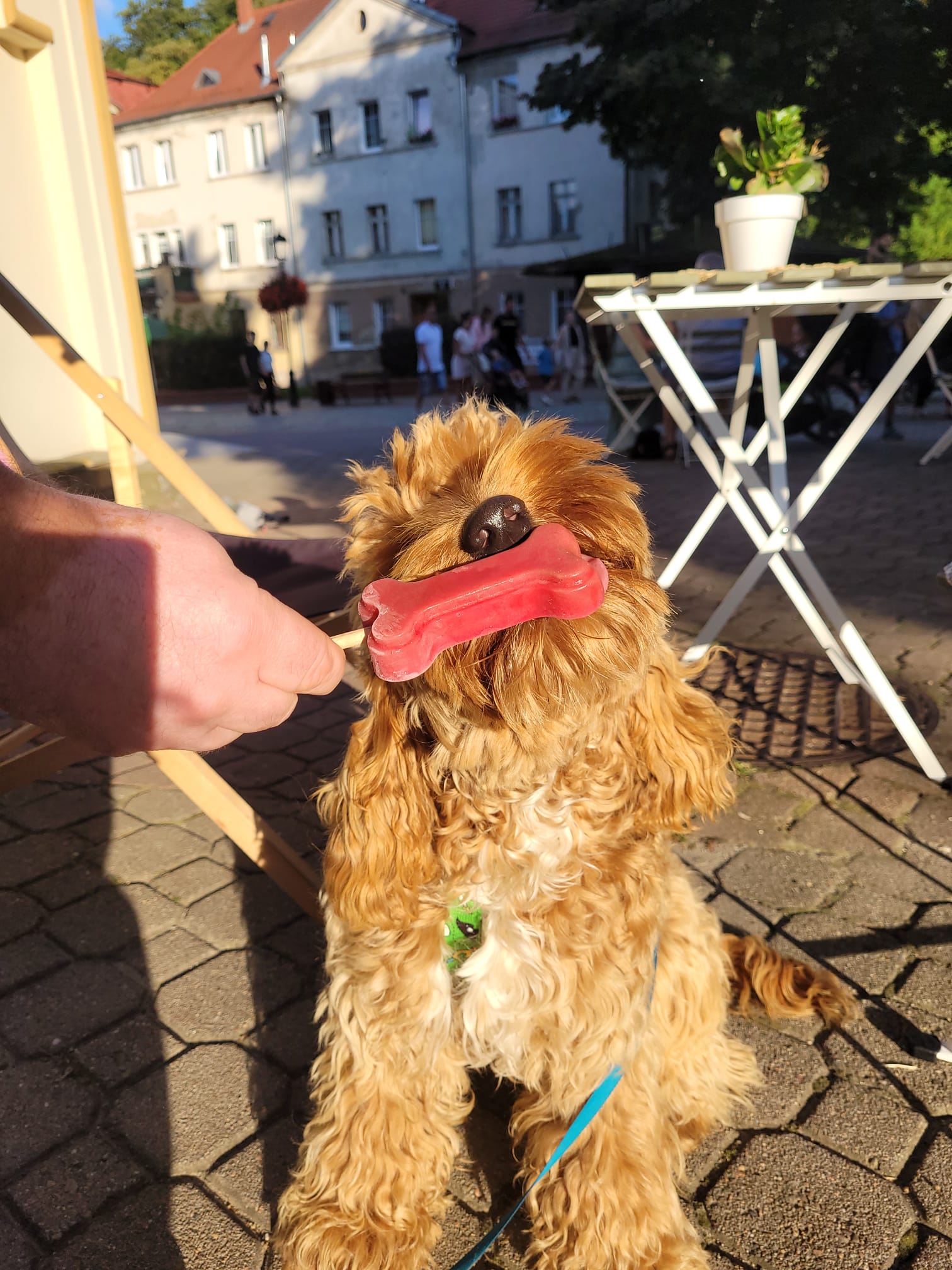 Cockapoo
