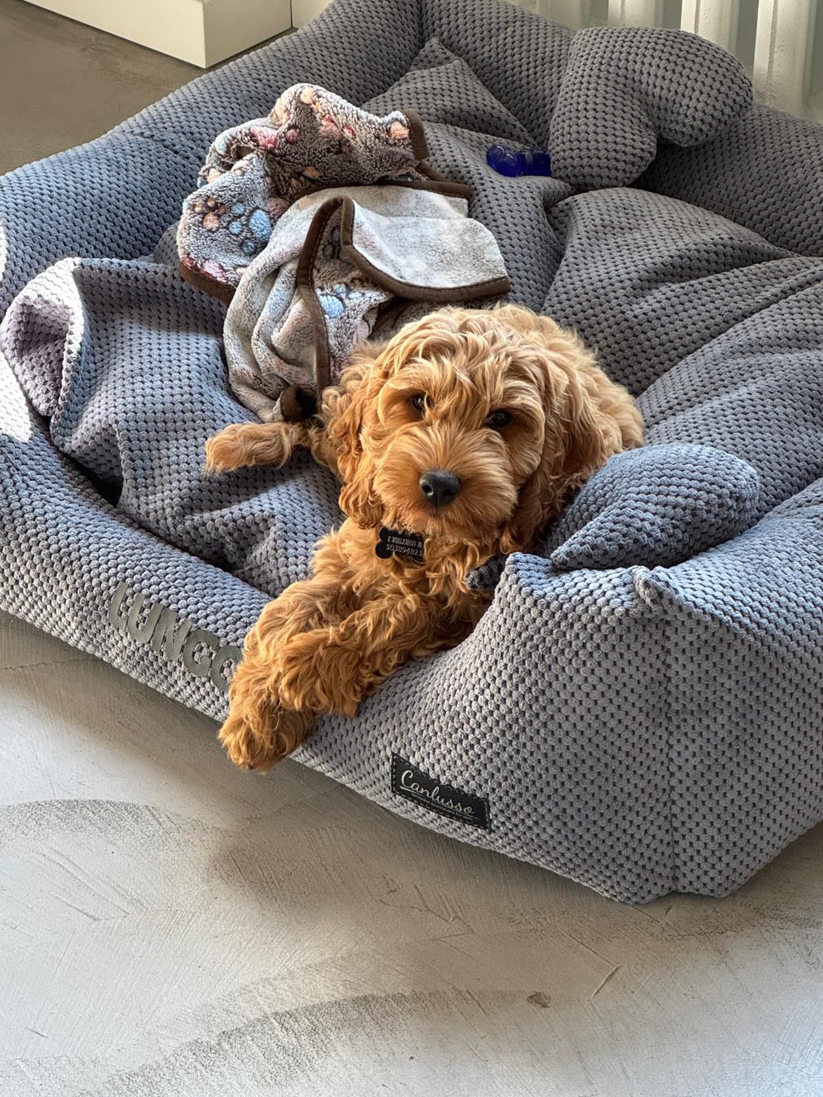 Cockapoo