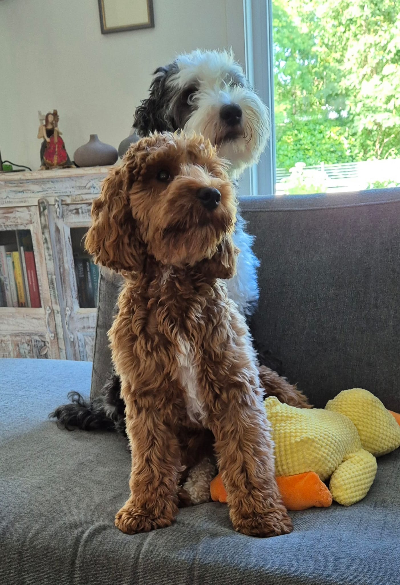 Cockapoo