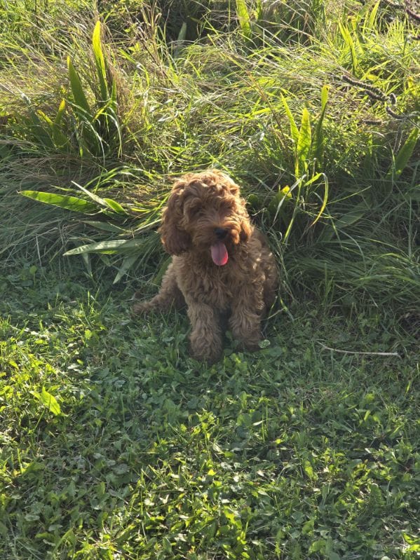 Cockapoo