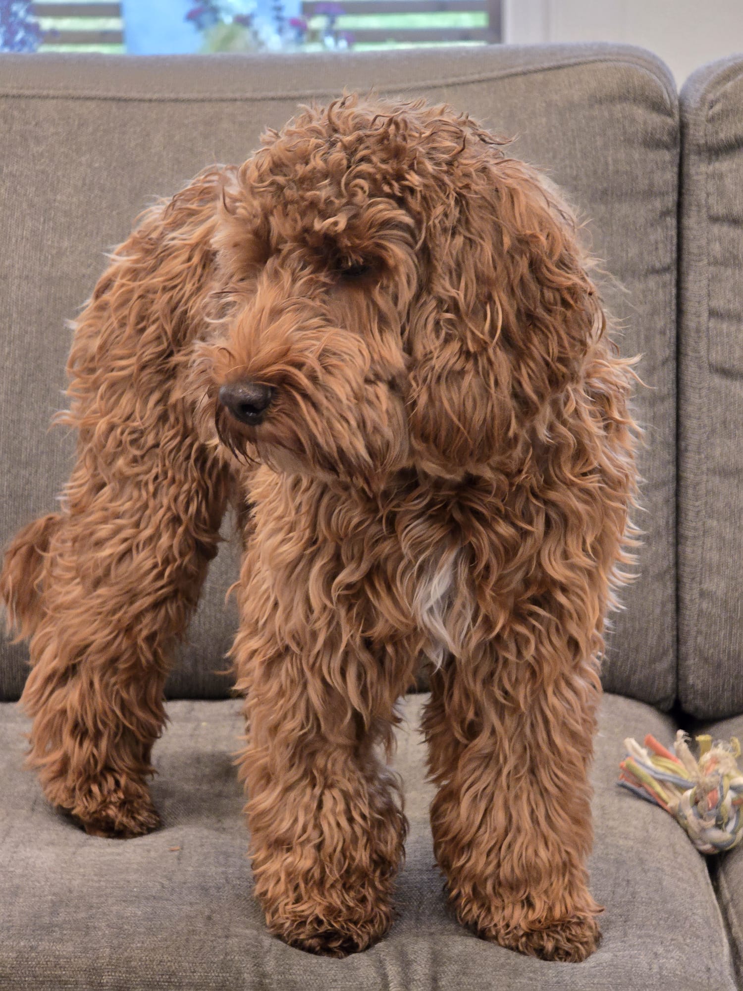 Cockapoo