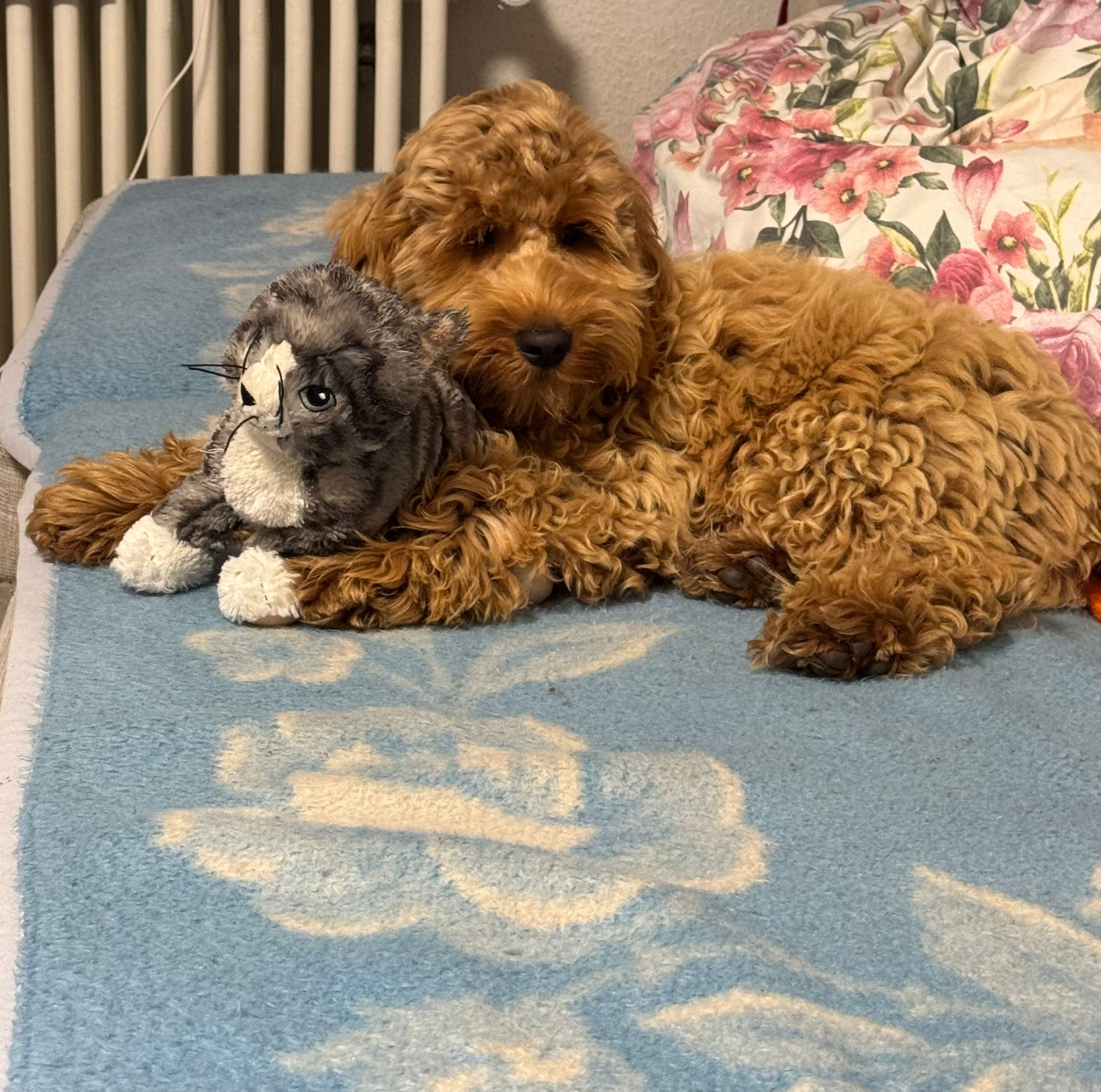 Cockapoo