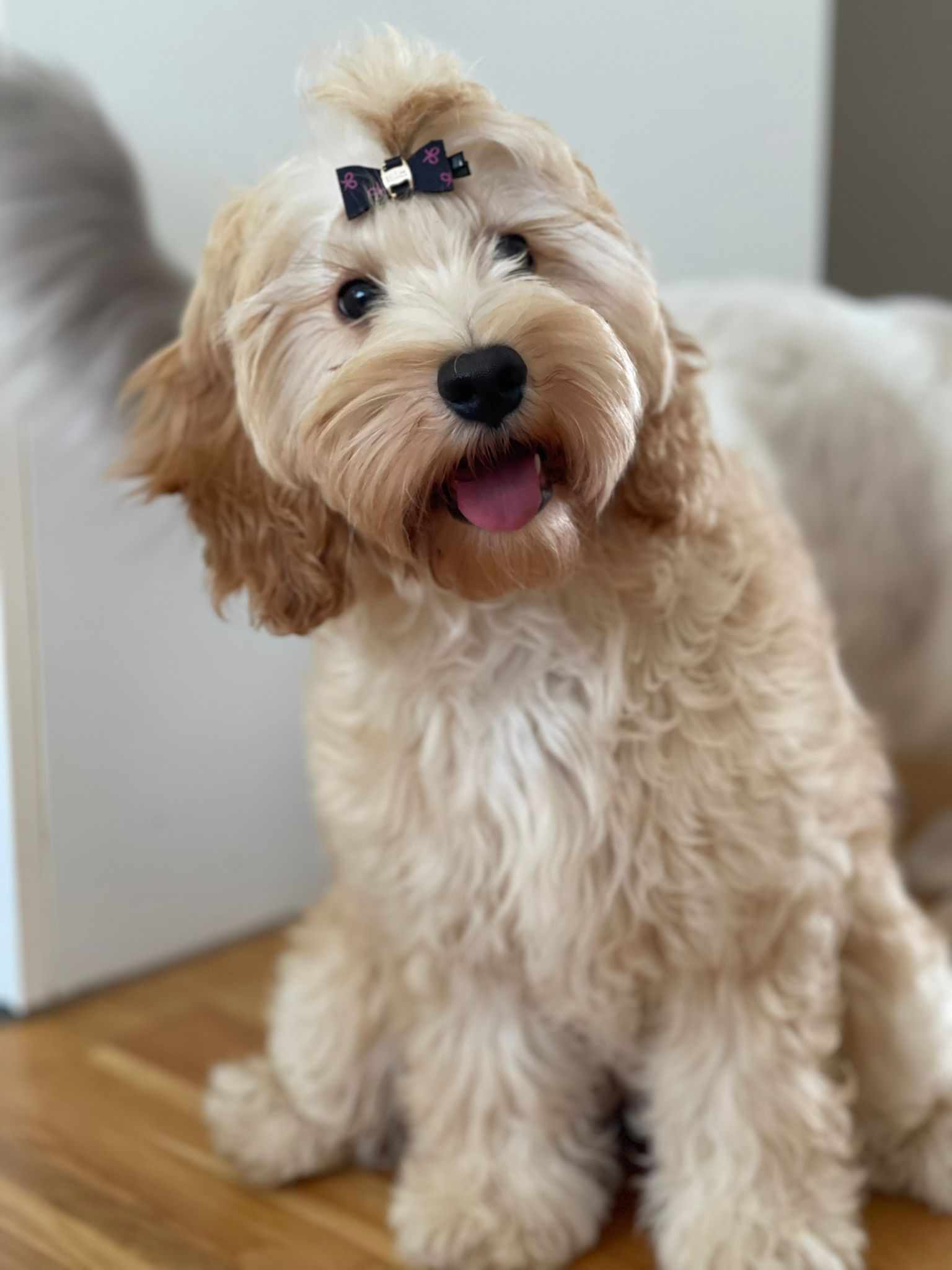 Cockapoo