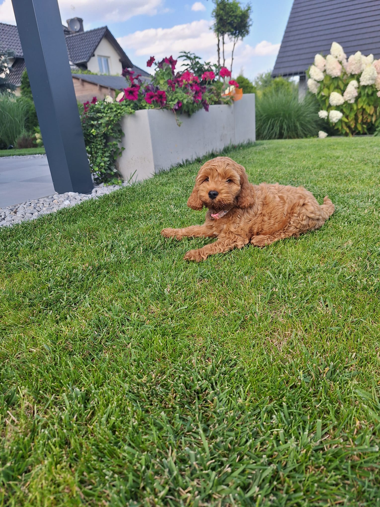 Cockapoo