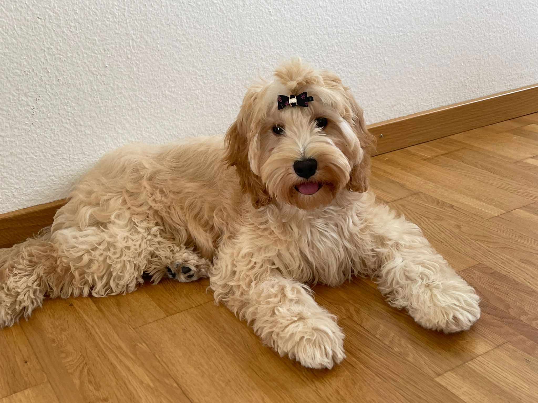 Cockapoo