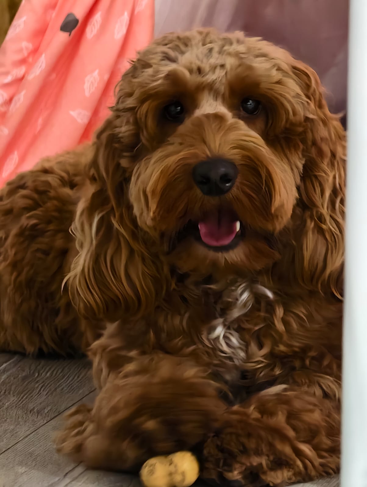 Cockapoo